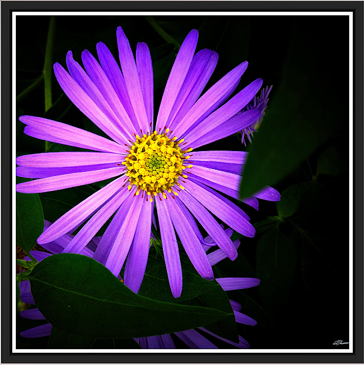 Michaelmas+in+Violet+metallic+framed.png