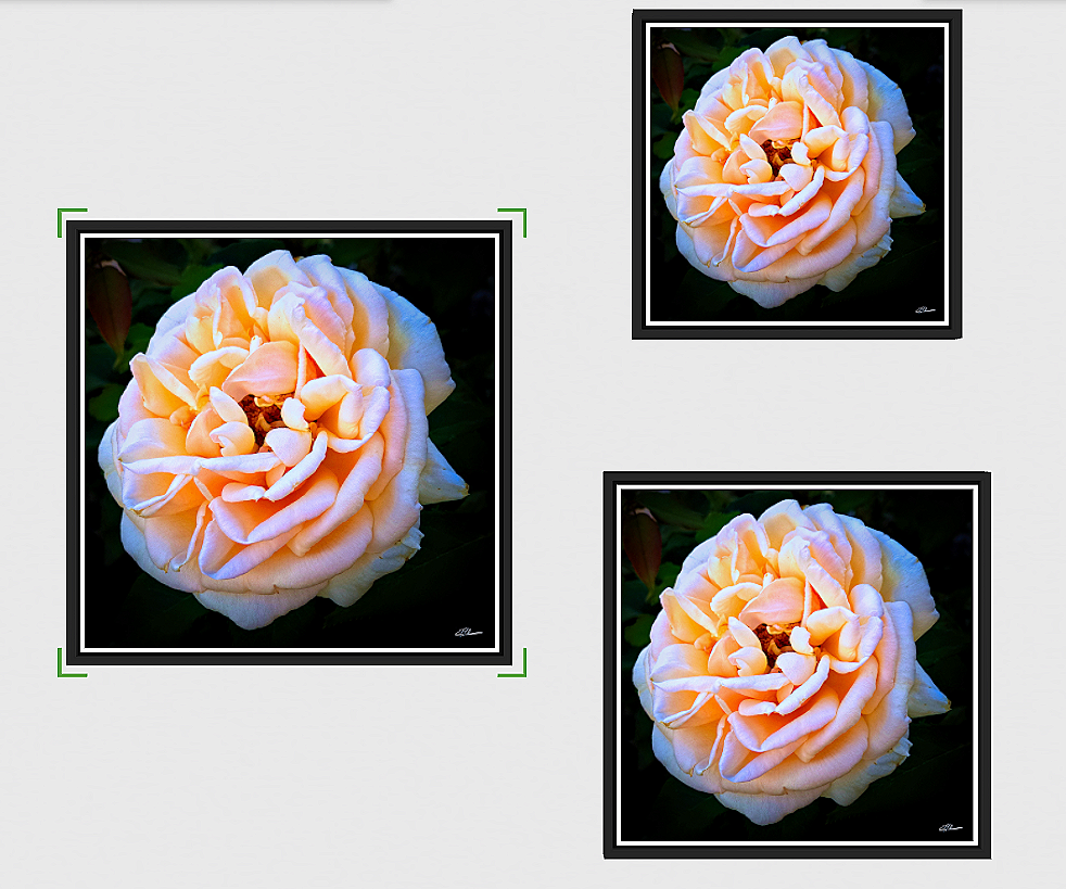 Blushrose+framed+3+sizes.png