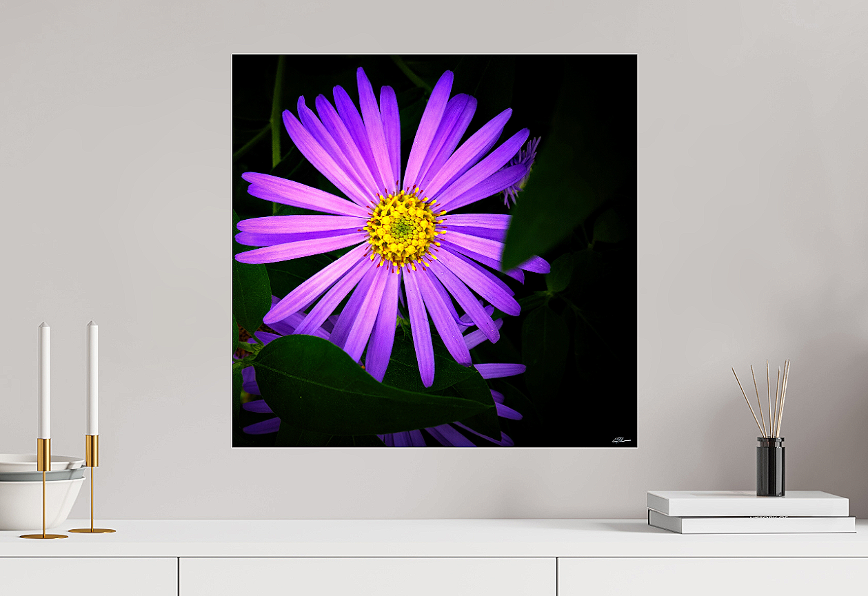 Michaelmas+in+Violet+unframed.png
