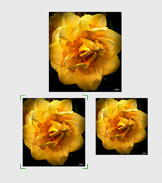 Golden+Surge+Metallic+3+sizes.png