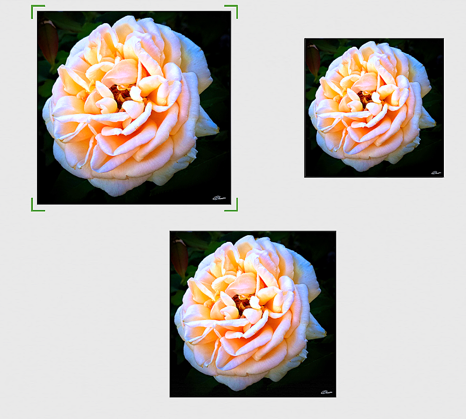 Rose+Reverie+Canvas+3+sizes.png