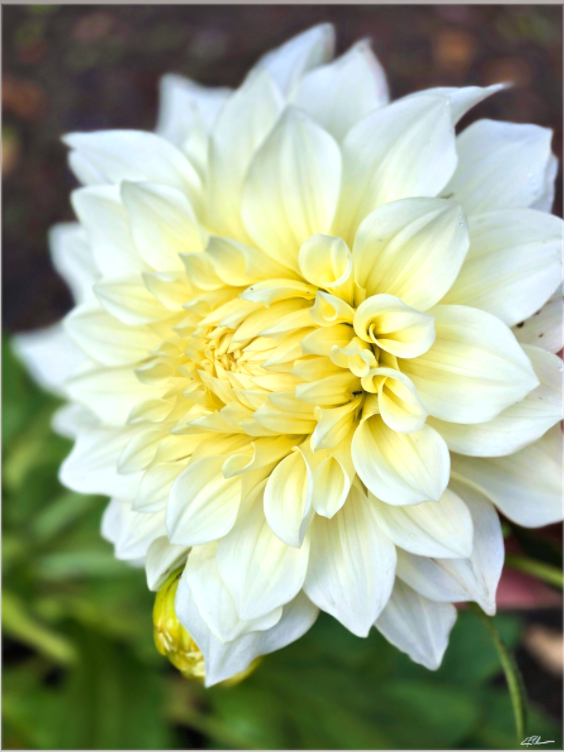 White Velvet (on Canvas)
