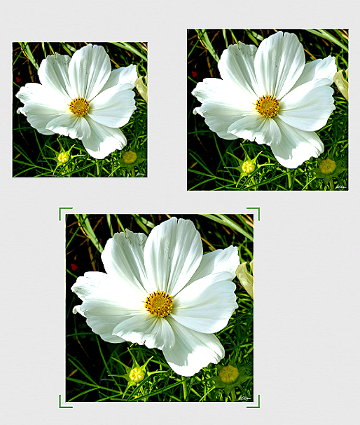Moonlit+Grace+l+canvas+3+sizes.png