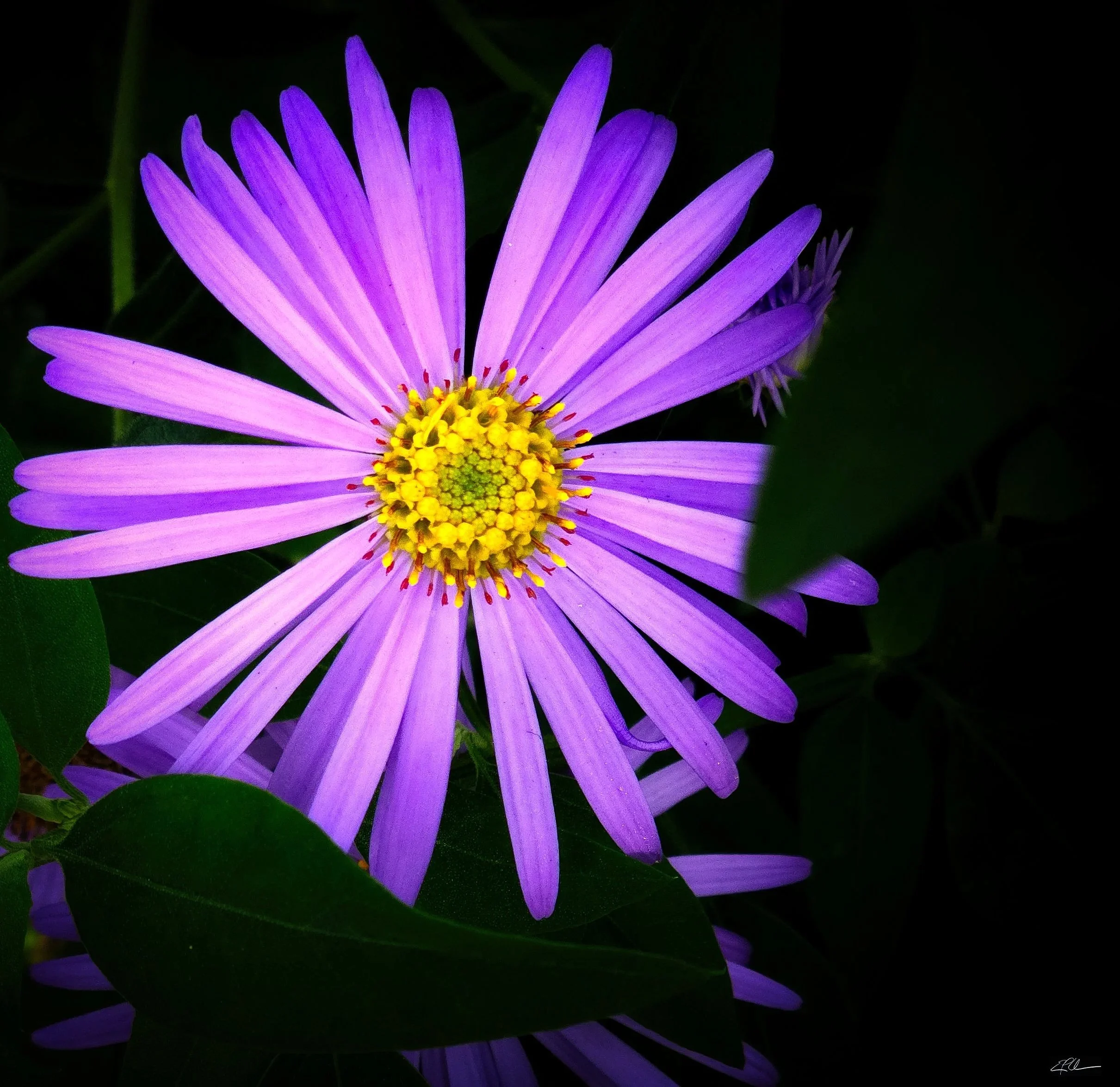 Michaelmas+in+Violet+l.jpg