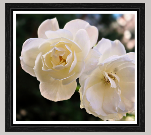 Ivory Benediction l (on Metallic - Framed)