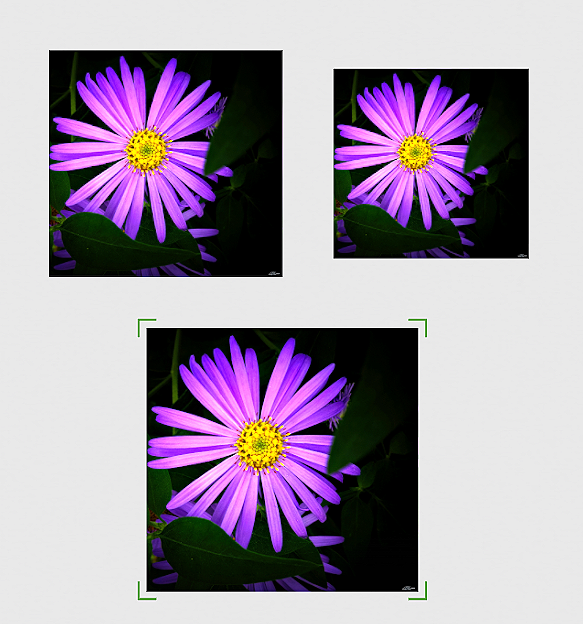 Michaelmas+in+Violet+Canvas+3+sizes.png