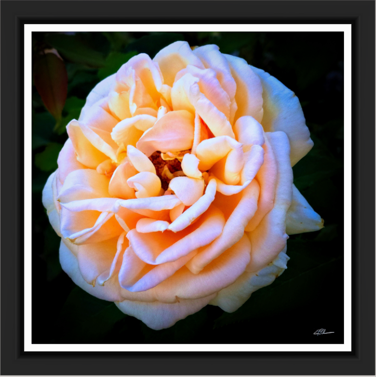 Rose Reverie (on Metallic - Framed)