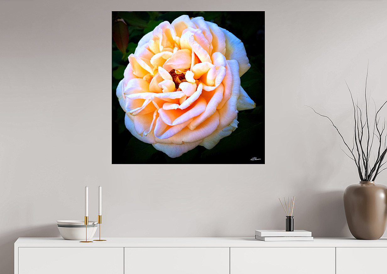 Rose+Reverie+Canvas+room+view.png