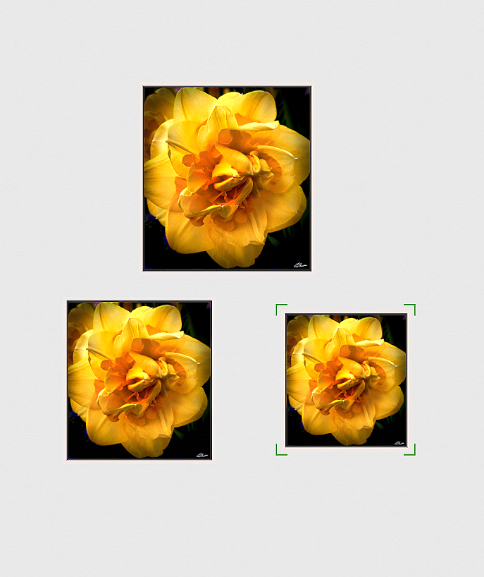 Rush+Daffodil+Canvas+3+sizes.png