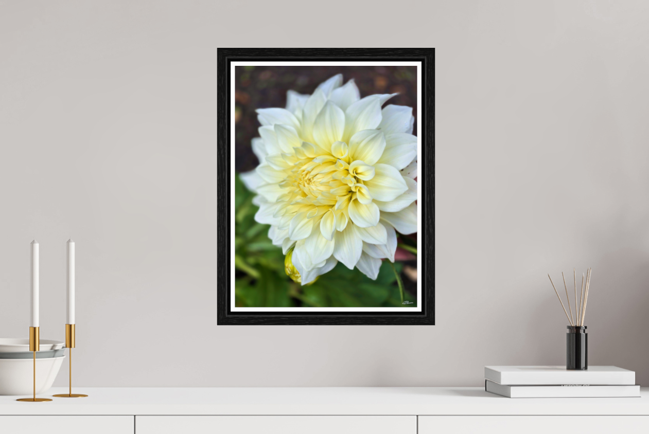 White Velvet (on Metallic - Framed)