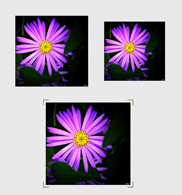 Michaelmas+in+Violet+Canvas+3+sizes.png