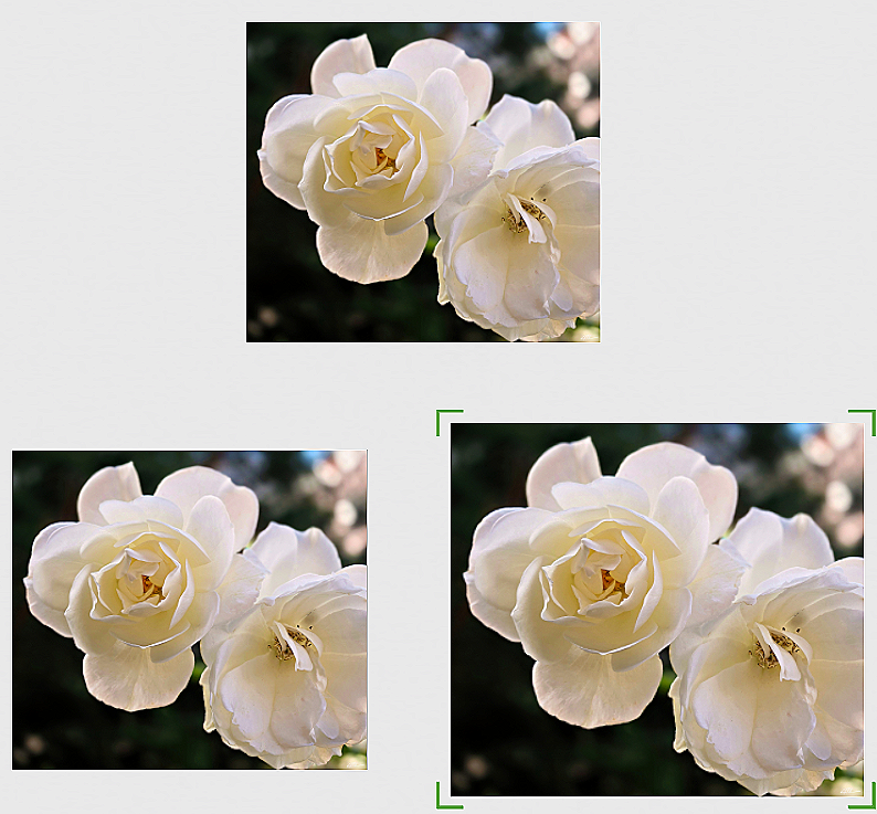 Ivory+Benediction+l+3+sizes.png