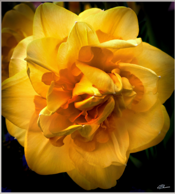 Golden Surge (on Metallic)