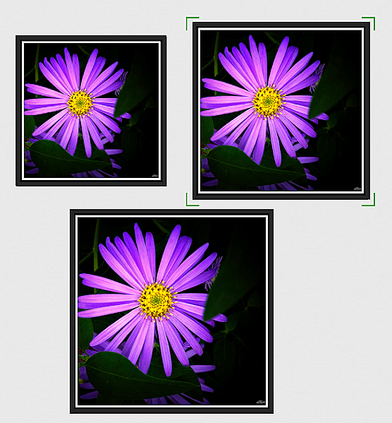 Michaelmas+in+Violet+framed3+sizes.png