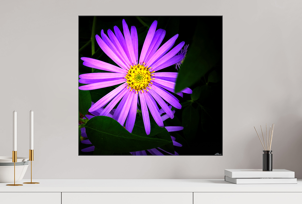 Michaelmas+in+Violet+Canvas.png