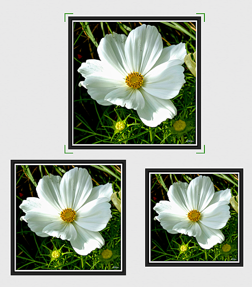 Moonlit+Grace+l+metallic+framed+3+sizes.png