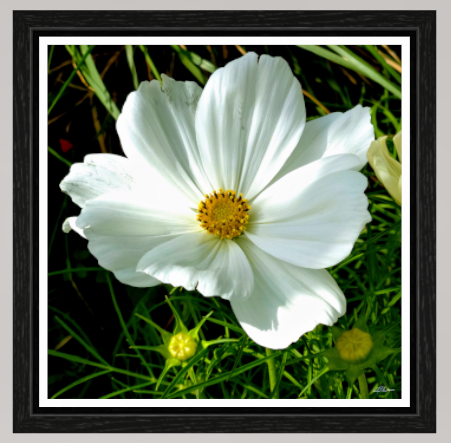 Moonlit Grace l (on Metallic - Framed)