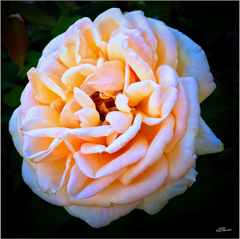 Rose+Reverie+unframed.png