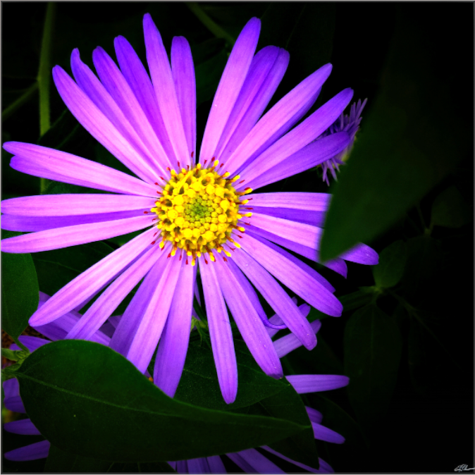 Michaelmas in Violet (on Canvas)