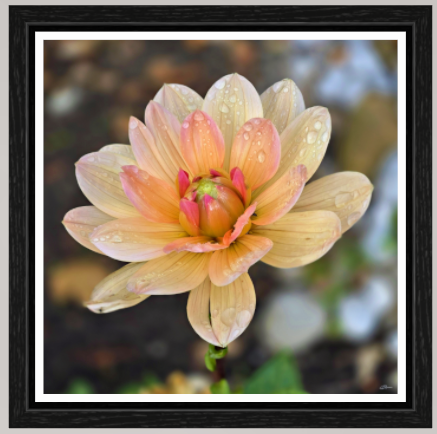 Champagne Sunrise ll  (on Metallic - Framed)