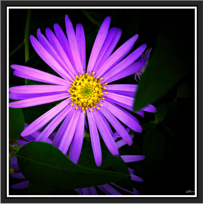 Michaelmas in Violet (on Metallic - Framed)