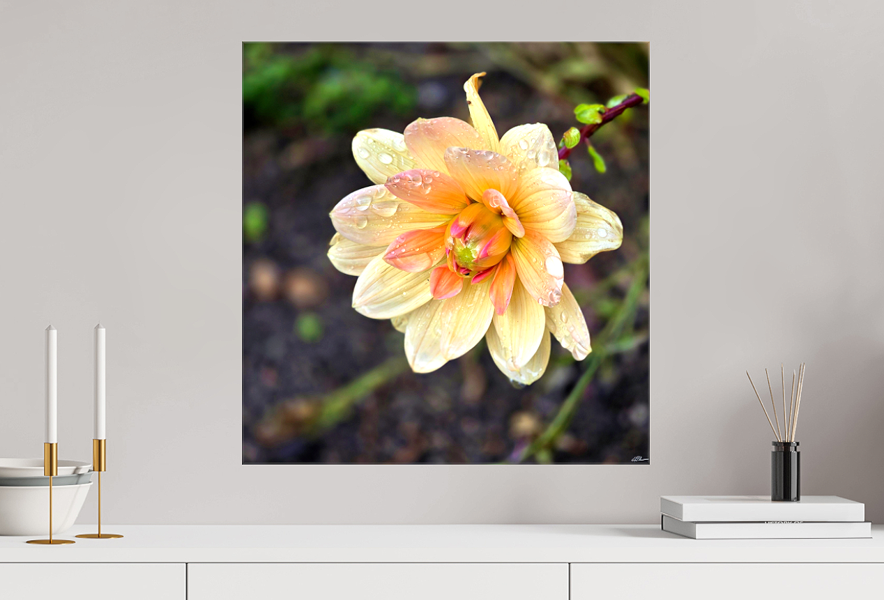 Champagne+Sunrise+l+Canvas+room.png