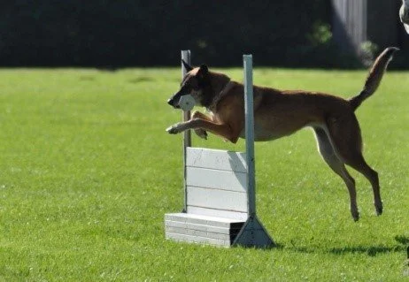 Ein Hund springt über einen Border-Collie-Hürdenparcours auf grünem Rasen.