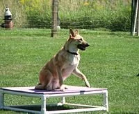 Hund springt auf einen Wippe im Garten, mit Bällen im Maul.