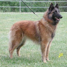 Ein Tervueren steht auf einer Wiese, eingezäunt, bei Tageslicht.