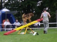 Hund springt über Hindernis bei einem Hundesportwettbewerb im Park