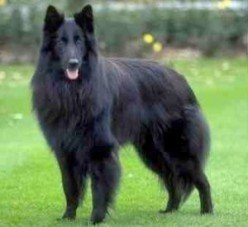 Ein Groenendael auf grünem Rasen