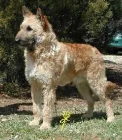 Ein Laekenois, wahrscheinlich ein Schweizer Gebirgshund, steht im Freien auf Gras mit Bäumen im Hintergrund.