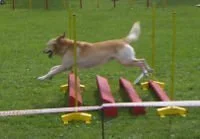 Hund springt über Hindernisse im Hundesport im Freien, auf einer grünen Wiese.