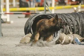 Hund in einem Tunnel auf einer Hundesportanlage im Sand, mit Absperrungen im Hintergrund.