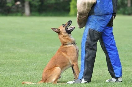 Ein Malinois sitzt auf einer Wiese und schaut zu einer Person, die ihren Hund mit einem Knoten am Halsband anleitet.