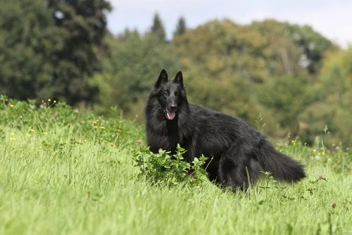 Ein Groenendael, der im grünen Gras in einer Wiese liegt, mit Bäumen im Hintergrund.