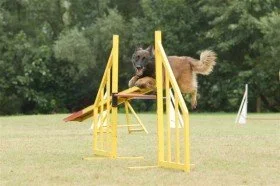 Ein Tervueren springt über einen Geländesteg bei einem Hundesportwettbewerb auf einer Wiese.