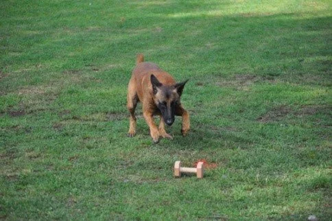 Ein belgischer Schäferhund läuft auf einer grasbewachsenen Wiese auf einen kleinen roten Ausdauerball zu.