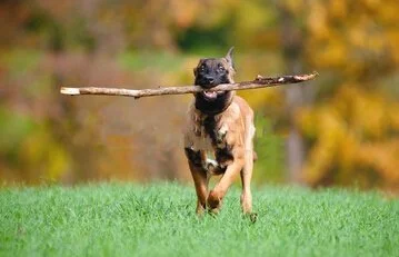 Ein Malinois läuft auf grünem Gras mit Stock im Maul, bunte Herbstbäume im Hintergrund.