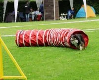 Hund läuft durch einen roten Agility-Tunnel auf einem grünen Rasen