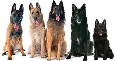 Fünf Hunde verschiedener Rassen des belgischen Schäferhundes sitzen nebeneinander, alle mit herausgestreckter Zunge.