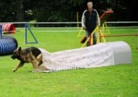 Hund läuft durch einen Agility-Tunnel, während der Trainer im Hintergrund steht.