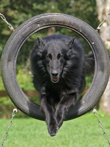 Groenendael springt durch einen Reifen im Freien mit grünem Hintergrund.