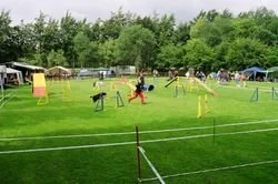 Hund trainiert auf einem grünen Rasen mit Agility-Hindernissen bei sonnigem Wetter.