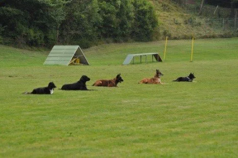 Fünf Hunde ruhen auf einer grünen Wiese, im Hintergrund Leckerlis und Hürden für Hunde im Parkour-Training.