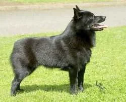 Eine schwarze Schipperke auf grünem Rasen