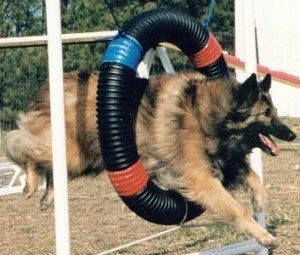 Ein Hund springt durch ein Hindernis bei einem Agility-Wettbewerb. Das Hindernis besteht aus einem kreisförmigen Tunnel.