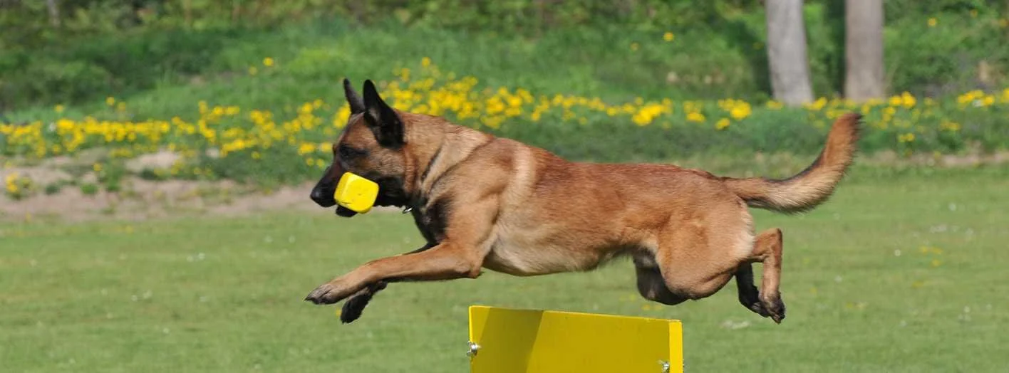 Ein Malinois springt über eine Hürde auf einer Wiese mit gelben Blumen, trägt einen gelben Gegenstand im Maul.