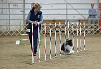 Hund beim Agility-Training mit einem Menschen in einer Turnhalle.