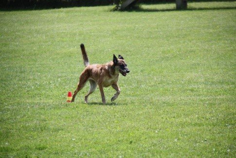 Ein Hund läuft auf einem grünen Rasen hinter einem roten und weißen Gegenstand.